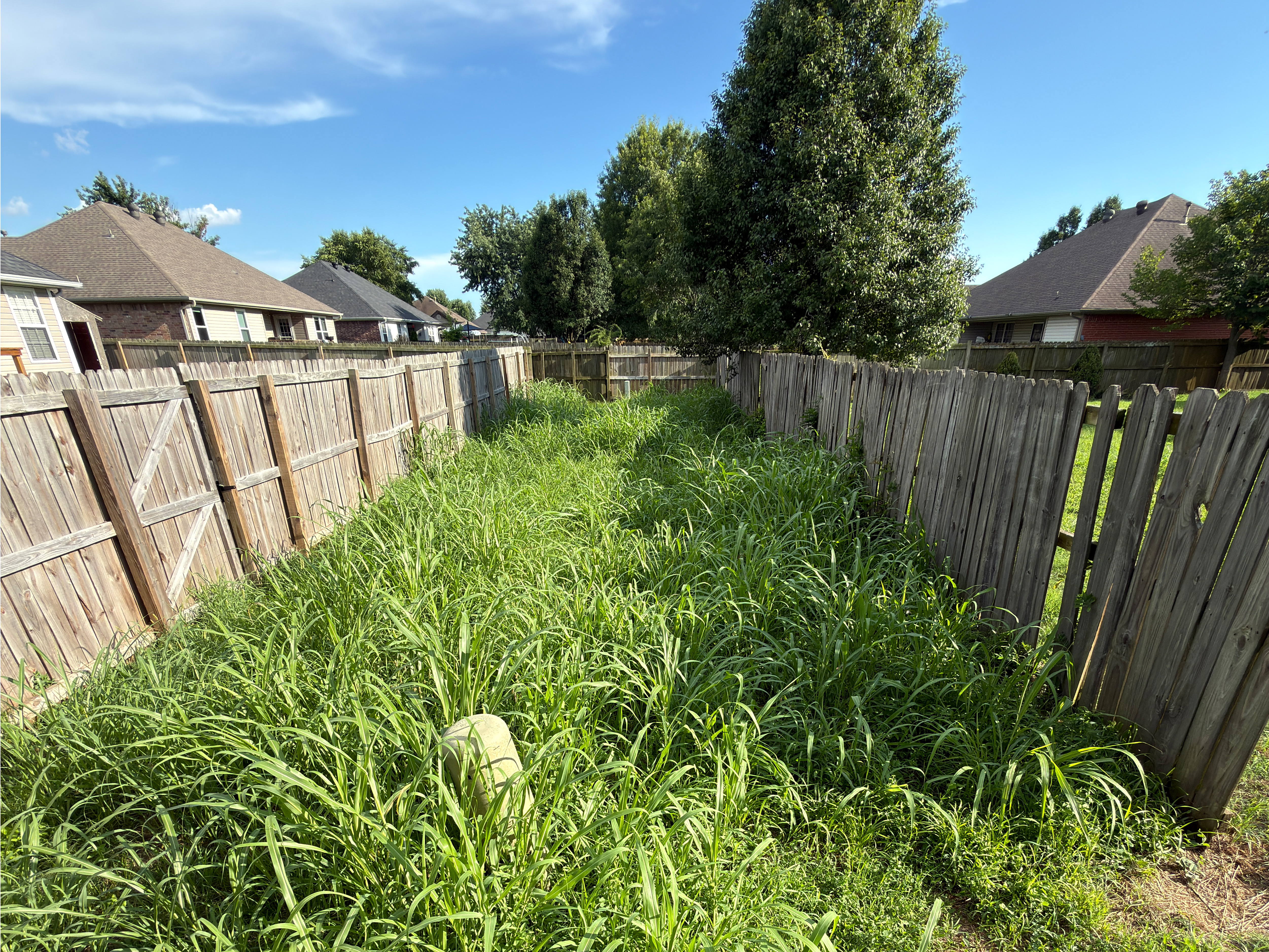 Development placeholder for a before lawn-care photo